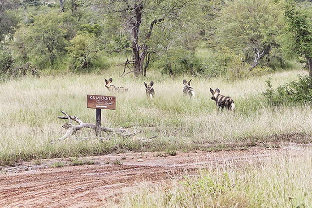 Kambaku River Sands Timbavati viltreservat Exteriör bild